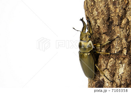 オオゴンオニクワガタ オオゴンオニクワガタ 7103358