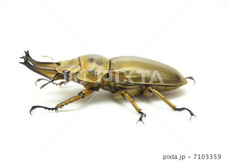 オオゴンオニクワガタ 7103359