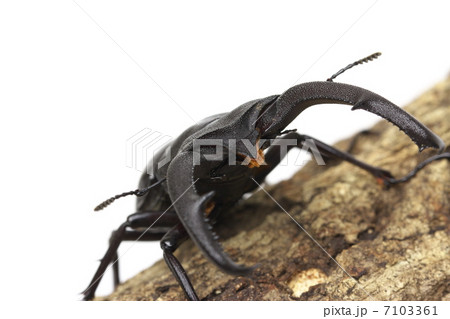 マンディブラリスフタマタクワガタ 7103361