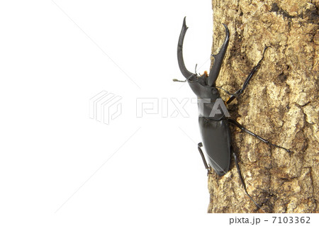 マンディブラリスフタマタクワガタ 7103362