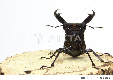 マンディブラリスフタマタクワガタ マンディブラリスフタマタクワガタ 7103363