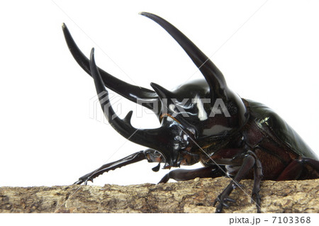 コーカサスオオカブト コーカサスオオカブト 7103368