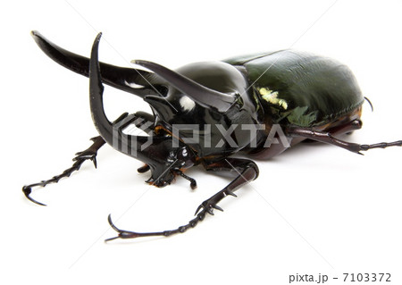 コーカサスオオカブトの写真素材 [7103372] - PIXTA