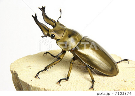 ローゼンベルギーオオゴンオニクワガタ 7103374
