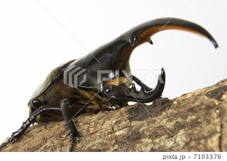 ヘラクレスオオカブト ヘラクレスオオカブト 7103376
