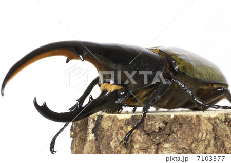 ヘラクレスオオカブト 7103377