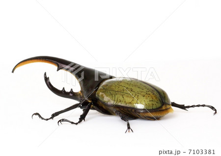 ヘラクレスオオカブト ヘラクレスオオカブト 7103381