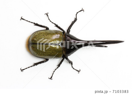 ヘラクレスオオカブト 7103383