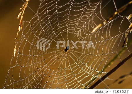 Web in dew 7103527