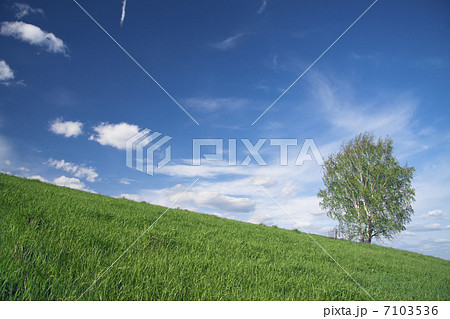 Summer landscape with a lonely tree in the field and the dark blue sky  7103536