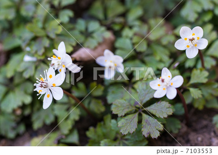 バイカオウレン 7103553