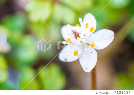 バイカオウレン（クローズアップ） 7103554