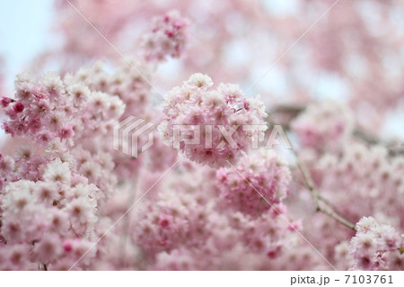 シダレサクラ 7103761