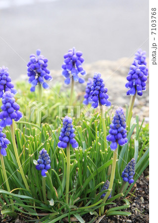 ムスカリ 7103768