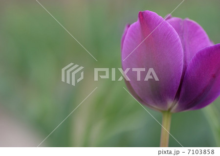 チューリップ 7103858
