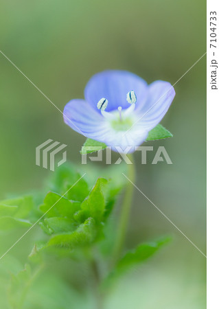 オオイヌノフグリ 7104733