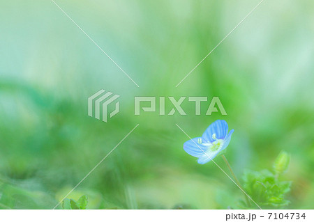 オオイヌノフグリ オオイヌノフグリ 7104734