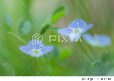 オオイヌノフグリ 7104736