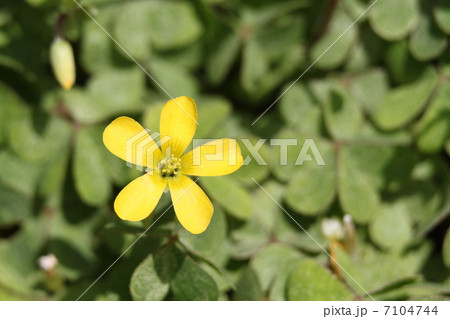カタバミ 7104744