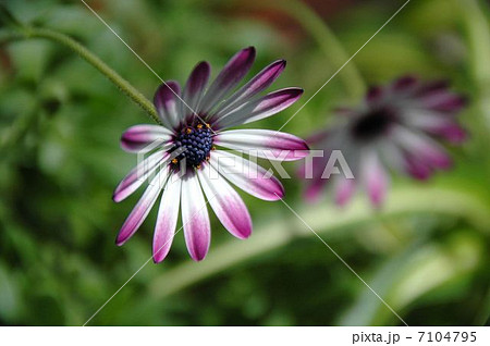 可憐な花ディモルフォセカ 7104795
