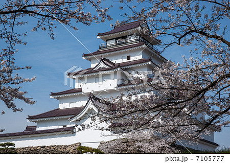 鶴ヶ城天守閣と桜 7105777