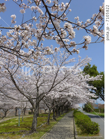 春の阪内川親水公園 春の阪内川親水公園 7105822