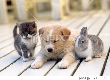 ミニウサギと仔犬と仔猫 7106035