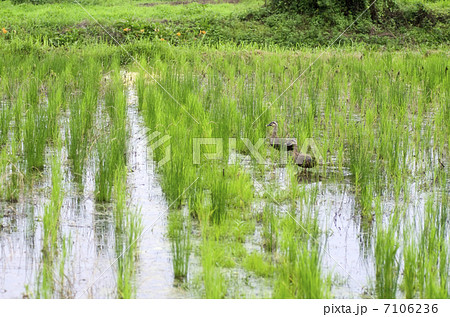 不耕起栽培 不耕起栽培 7106236