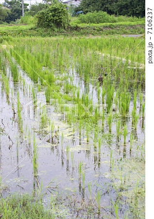 不耕起栽培 不耕起栽培 7106237