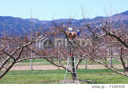 桃の摘花作業　桃畑の作業 7106409