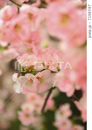 ボケの花 ボケの花 7106597