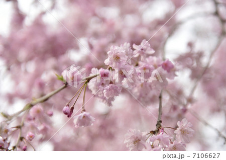 桜の花 桜の花 7106627