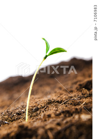 Green seedlings in new life concept 7106983