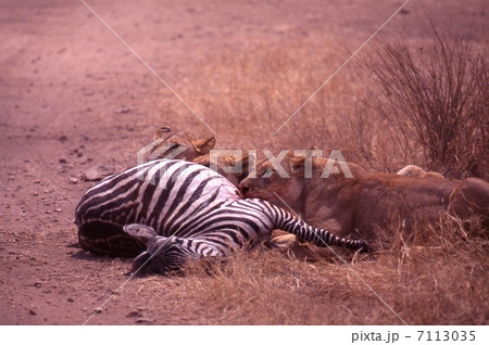 仕留めたシマウマを食べるライオン家族の写真素材