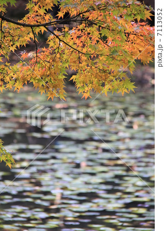小石川後楽園 小石川後楽園 7113052