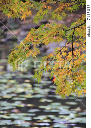 小石川後楽園 7113053