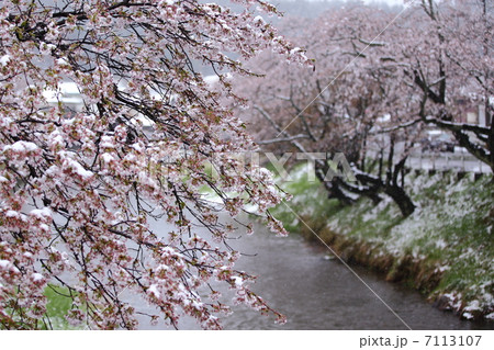 桜 7113107
