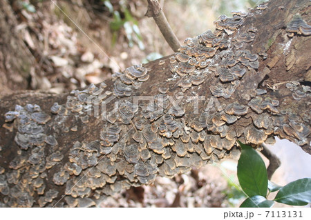 カワラダケ カワラダケ 7113131