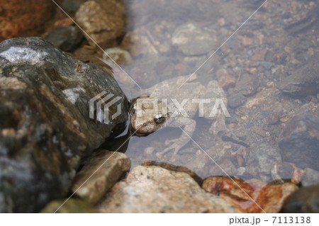 カジカガエル 7113138