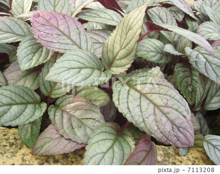 ストロビランテスの写真素材