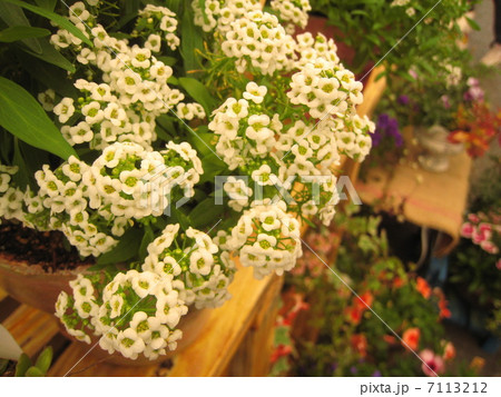 アリッサムの花 7113212