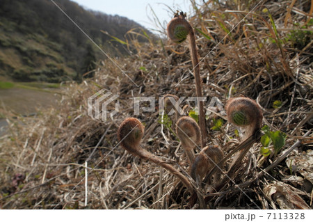 ぜんまい ぜんまい 7113328