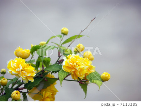 八重山吹 八重山吹 7113385