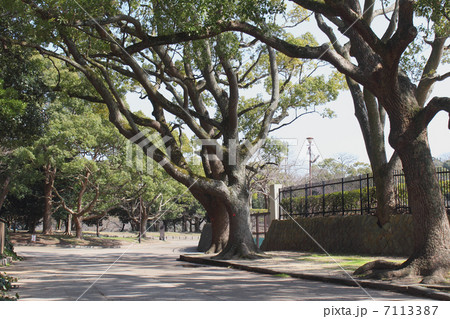明石公園 7113387