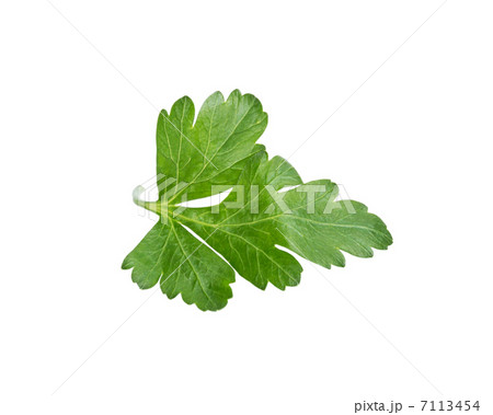 single parsley leaf single parsley leaf 7113454