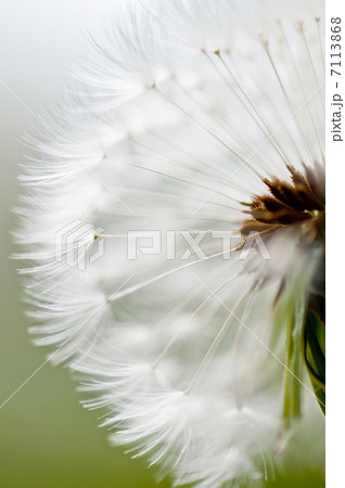 タンポポの綿毛 タンポポの綿毛 7113868
