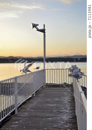 夕景の桟橋。２０１３年１月撮影 7113981