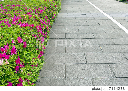 ツツジの花が咲く歩道 7114238