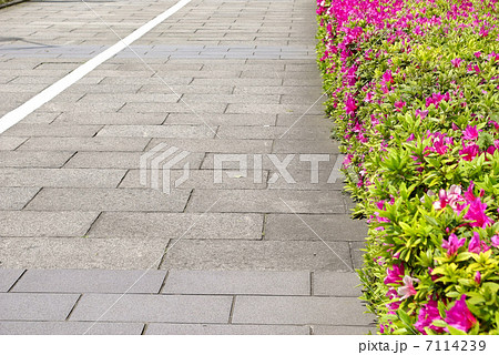 ツツジの花が咲く歩道 ツツジの花が咲く歩道 7114239