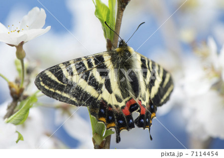 ギフチョウ ギフチョウ 7114454